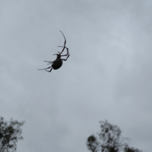 Trichonephila edulis at Tennent, ACT - 20 Mar 2021