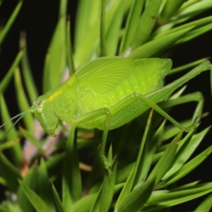 Caedicia simplex at Acton, ACT - 19 Mar 2021 11:27 AM