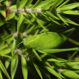 Caedicia simplex at Acton, ACT - 19 Mar 2021