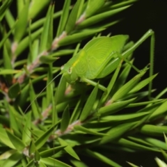 Caedicia simplex at Acton, ACT - 19 Mar 2021 11:27 AM