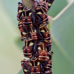 Eurymeloides pulchra (Gumtree hopper) at Fowles St. Woodland, Weston - 19 Mar 2021 by AliceH