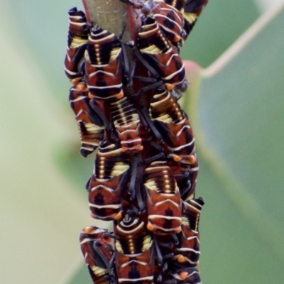 Eurymeloides pulchra (Gumtree hopper) at Weston, ACT - 20 Mar 2021 by AliceH