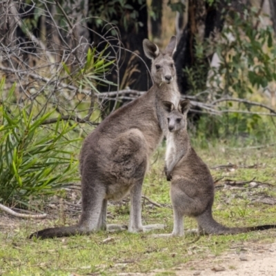 Macropus giganteus (Eastern Grey Kangaroo) at Bundanoon, NSW - 9 Mar 2021 by Aussiegall