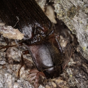 Pseudotetralobus australasiae at Cooleman, NSW - 6 Mar 2021 08:50 PM