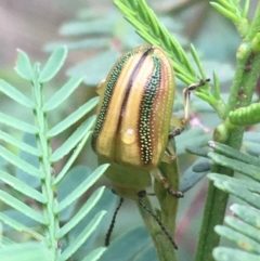 Calomela juncta (Leaf beetle) at O'Connor, ACT - 19 Mar 2021 by Ned_Johnston