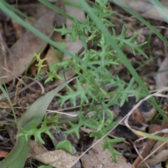 Solanum triflorum (Three-flowered Nightshade) at Weston, ACT - 20 Mar 2021 by AliceH