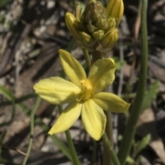 Bulbine bulbosa (Golden Lily, Bulbine Lily) at Cook, ACT - 28 Sep 2020 by AlisonMilton