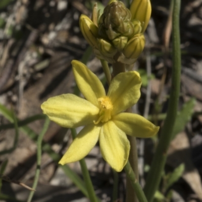 Bulbine bulbosa (Golden Lily, Bulbine Lily) at Cook, ACT - 28 Sep 2020 by AlisonMilton