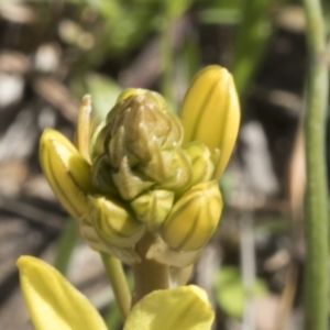 Bulbine bulbosa at Cook, ACT - 28 Sep 2020