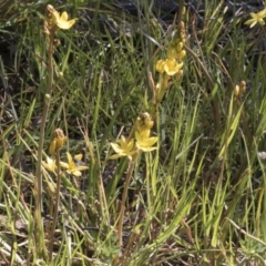 Bulbine bulbosa at Cook, ACT - 28 Sep 2020 01:05 PM