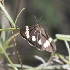 Nyctemera amicus (Senecio Moth, Magpie Moth, Cineraria Moth) at Hawker, ACT - 15 Mar 2021 by AlisonMilton