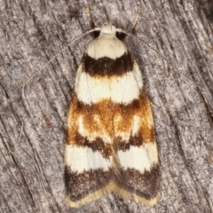 Catacometes phanozona (A Concealer moth) at Melba, ACT - 10 Mar 2021 by kasiaaus