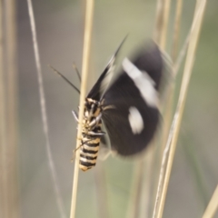 Nyctemera amicus at Hawker, ACT - 15 Mar 2021