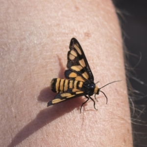 Amata (genus) at Hawker, ACT - 15 Mar 2021