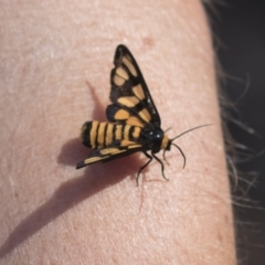 Amata (genus) at Hawker, ACT - 15 Mar 2021