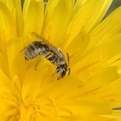 Lasioglossum sp. (genus) (Furrow Bee) at Murrumbateman, NSW - 19 Mar 2021 by SimoneC