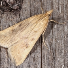 Achyra affinitalis (Cotton Web Spinner) at Melba, ACT - 8 Mar 2021 by kasiaaus