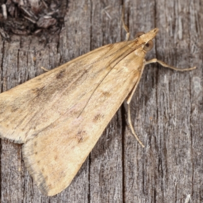 Achyra affinitalis (Cotton Web Spinner) at Melba, ACT - 8 Mar 2021 by kasiaaus