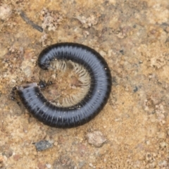 Diplopoda (class) (Unidentified millipede) at Hawker, ACT - 15 Mar 2021 by AlisonMilton