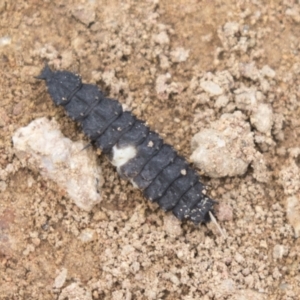 Porrostoma sp. (genus) at Hawker, ACT - 16 Mar 2021