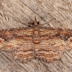 Chloroclystis filata (Filata Moth, Australian Pug Moth) at Melba, ACT - 10 Mar 2021 by kasiaaus