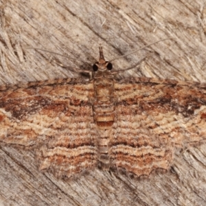 Chloroclystis filata at Melba, ACT - 10 Mar 2021