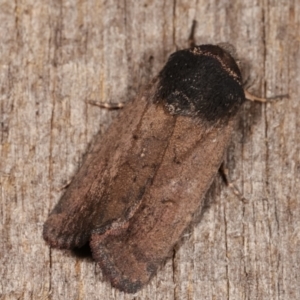 Proteuxoa unidentified species (MoV sp.21) at Melba, ACT - 10 Mar 2021