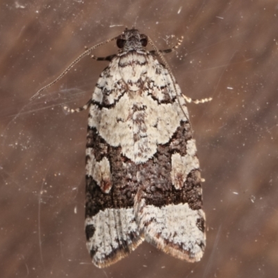 Meritastis lythrodana (A tortrix or leafroller moth) at Melba, ACT - 9 Mar 2021 by kasiaaus