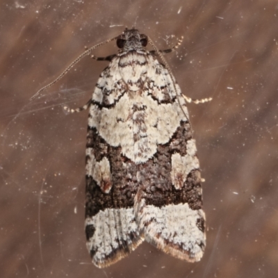 Meritastis lythrodana (A tortrix or leafroller moth) at Melba, ACT - 10 Mar 2021 by kasiaaus