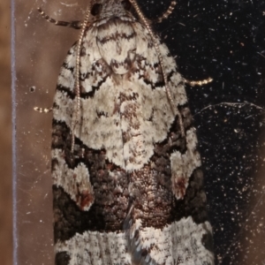 Meritastis lythrodana at Melba, ACT - 10 Mar 2021 12:09 AM