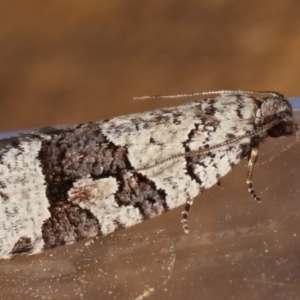 Meritastis lythrodana at Melba, ACT - 10 Mar 2021 12:09 AM