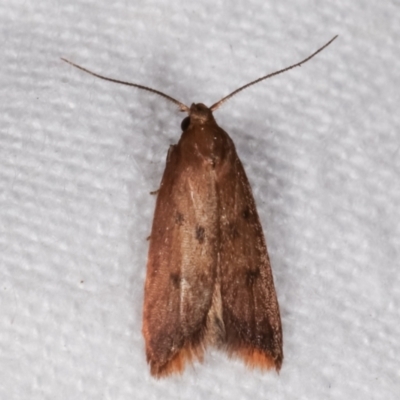 Tachystola acroxantha (A Concealer moth) at Melba, ACT - 9 Mar 2021 by kasiaaus