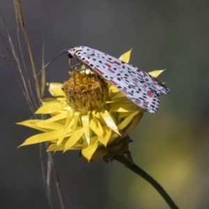 Utetheisa pulchelloides at Hawker, ACT - 15 Mar 2021 12:14 PM