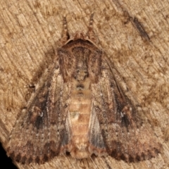 Dasygaster padockina (Tasmanian Cutworm) at Melba, ACT - 10 Mar 2021 by kasiaaus