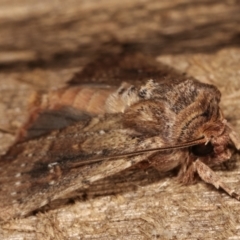 Dasygaster padockina at Melba, ACT - 10 Mar 2021 12:12 AM