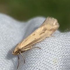 Corynotricha antipodella (a Concealer Moth) at Murrumbateman, NSW - 19 Mar 2021 by SimoneC