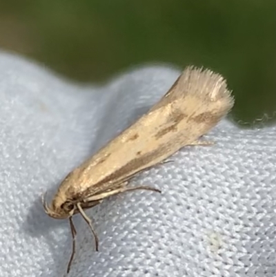 Corynotricha antipodella (a Concealer Moth) at Murrumbateman, NSW - 19 Mar 2021 by SimoneC