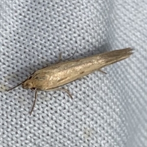 Corynotricha antipodella at Murrumbateman, NSW - 19 Mar 2021