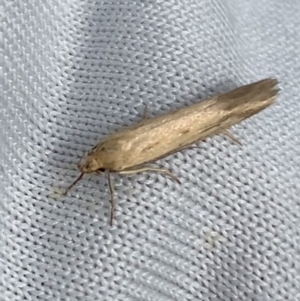 Corynotricha antipodella at Murrumbateman, NSW - 19 Mar 2021