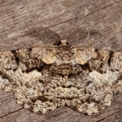 Unplaced externaria (Mahogany Bark Moth) at Melba, ACT - 10 Mar 2021 by kasiaaus