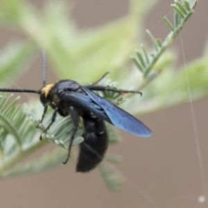 Scolia (Discolia) verticalis at Holt, ACT - 16 Mar 2021 08:47 AM