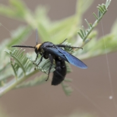 Scolia (Discolia) verticalis at Holt, ACT - 16 Mar 2021 08:47 AM