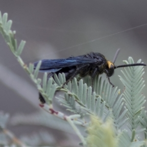 Scolia (Discolia) verticalis at Holt, ACT - 16 Mar 2021 08:47 AM