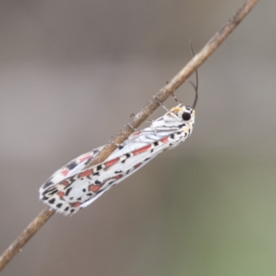 Utetheisa (genus) (A tiger moth) at Hawker, ACT - 15 Mar 2021 by AlisonMilton