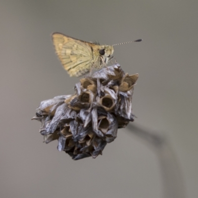 Ocybadistes walkeri (Green Grass-dart) at Hawker, ACT - 15 Mar 2021 by AlisonMilton