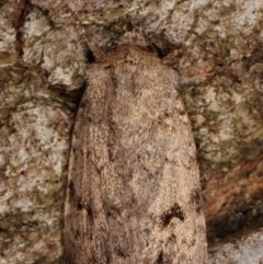 Proteuxoa capularis (Half-moon Noctuid) at Melba, ACT - 10 Mar 2021 by kasiaaus