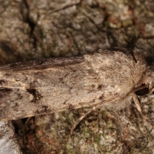 Proteuxoa capularis at Melba, ACT - 10 Mar 2021 12:36 AM