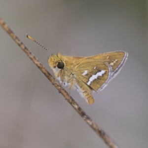 Taractrocera papyria at Hawker, ACT - 16 Mar 2021