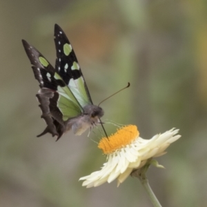 Graphium macleayanum at Acton, ACT - 16 Mar 2021