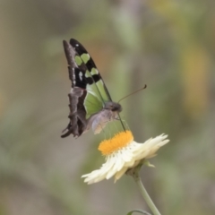 Graphium macleayanum at Acton, ACT - 16 Mar 2021 12:53 PM